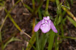 Thickleaf waterwillow